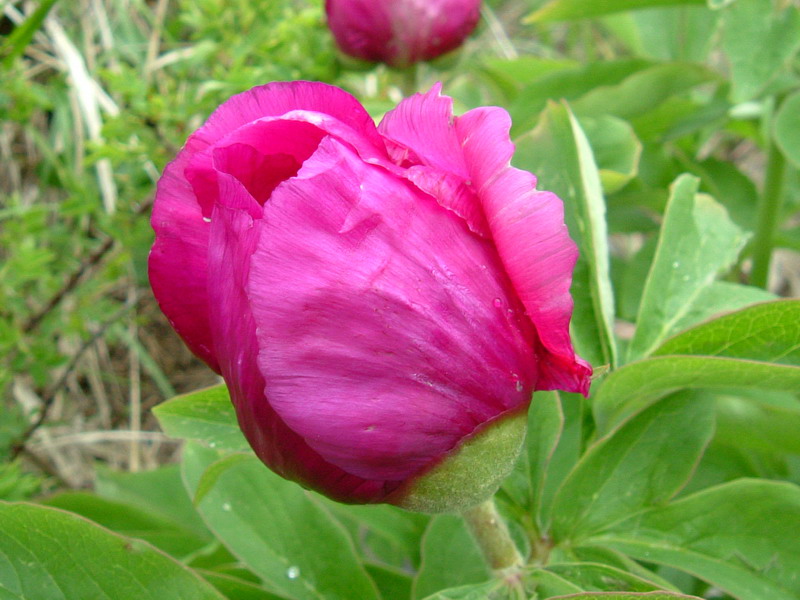 Paeonia officinalis